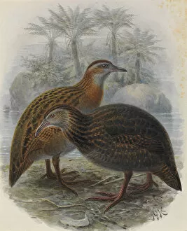 Images Dated 9th December 2011: North Island Weka and Western Weka