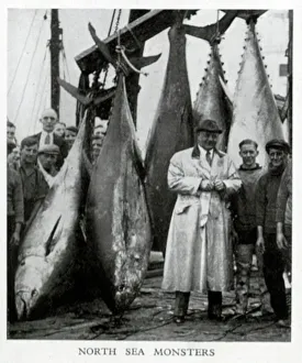 Fishers Prints: North Sea tuna