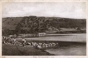 Beech Prints: North Wales - Bala - The Beech Bala Lake