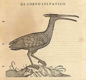 Ornithology Prints: Northern bald ibis, Geronticus eremita. Endangered