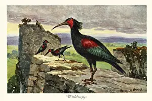 Dinosaur Prints: Northern bald ibis, Geronticus eremita, endangered
