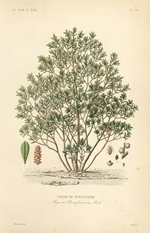 Oudet Gallery: Northern bayberry, Myrica pensylvanica