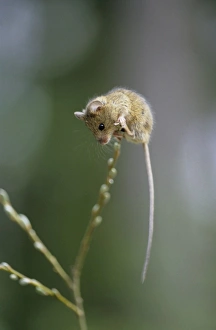 Agility Gallery: Northern Birch Mouse - explores willow branch