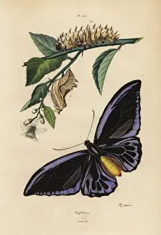 Naturelle Prints: Northern birdwing butterfly, common birdwing larva and pupa