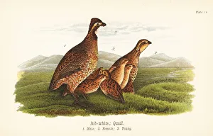 Prey Gallery: Northern bobwhite, Colinus virginianus