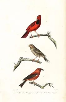 Achille Richard Prints: Northern cardinal, Brazilian grosbeak and crossbill