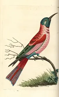 Northern carmine bee-eater, Merops nubicus