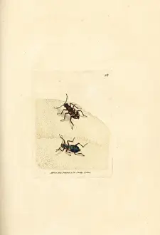 Dune Prints: Northern dune tiger beetle, Cicindela hybrida