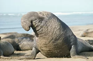 Beaches Collection: Northern Elephant Seal