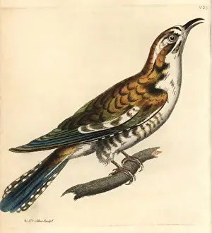 Auratus Prints: Northern flicker, Colaptes auratus