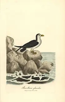 Fulmar Prints: Northern fulmar, Fulmarus glacialis
