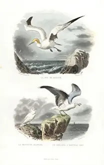 Edouardtravies Prints: Northern gannet, ivory gull and European herring gull