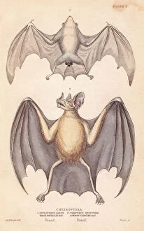 Vampire Collection: Northern ghost bat and spectral bat