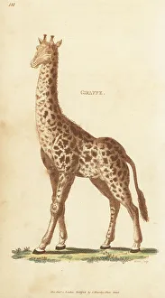 Giraffe Prints: Northern giraffe, Giraffa camelopardalis