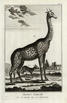 1774 Prints: Northern giraffe and mouse deer