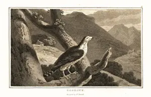 Goshawk Prints: Northern goshawk, Accipiter gentilis, perched in a tree