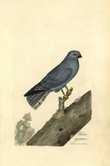 1815 Gallery: Northern harrier or blue hawk, Circus cyaneus