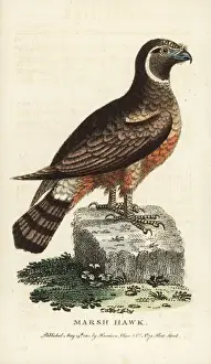Northern harrier, Circus cyaneus