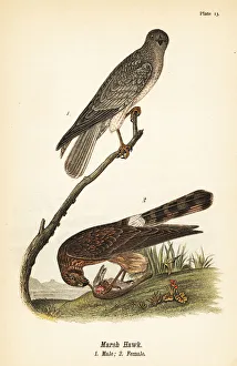 Accipiter Gallery: Northern harrier, Circus hudsonius