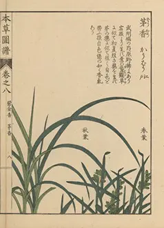 Illustratedguidetomedicinalplants Prints: Northern holy grass or sweet grass, Anthoxanthum nitens