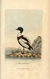 Anas Collection: Northern lapwing, Tringa vanellus, Vanellus vanellus