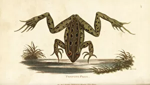 Peeping Collection: Northern leopard frog, Lithobates pipiens