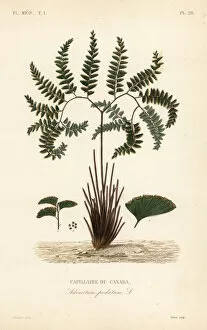 Maubert Collection: Northern maidenhair fern, Adiantum pedatum