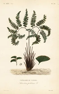 Reveil Collection: Northern maidenhair fern, Adiantum pedatum