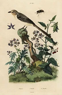 Nightshade Gallery: Northern mockingbird, nightshades and beetle