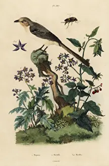 Naturelle Prints: Northern mockingbird, nightshades and beetle
