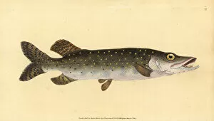 Northern pike, Esox lucius