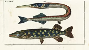 Northern pike and garfish