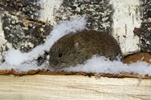 Backed Prints: Northern Red-backed Vole - emerges from a hide in wood-store