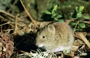 Feeding Gallery: Northern red-backed vole - feeds on Siberian stone