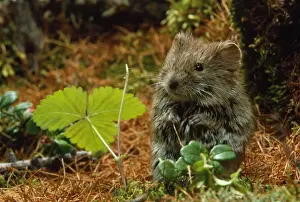 Backed Prints: Northern Red-backed Vole - in search of food