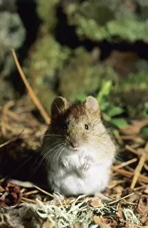 Backed Collection: Northern red-backed vole - on taiga-forest floor