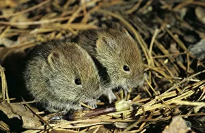 Backed Collection: Northern red-backed VOLE, two young brothers feed