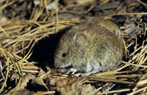 Northern red-backed vole, two young brothers feed