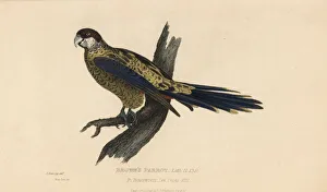 Kearsley Gallery: Northern rosella, Platycercus venustus