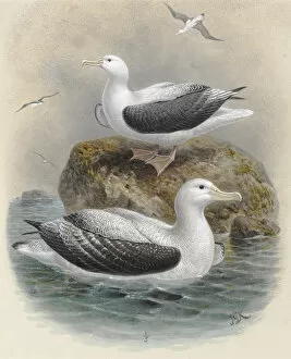 Jg Keulemans Collection: Northern Royal Albatros, Antipodean Albatros