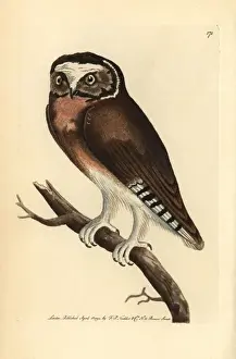 Northern saw-whet owl (young), Aegolius acadius
