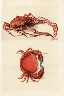 Maja Collection: Northern stone crab, Lithodes maja 1