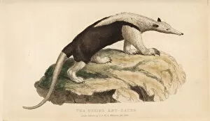 Anteater Gallery: Northern tamandua, Tamandua mexicana