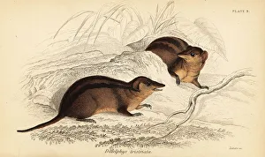 Marsupiata Prints: Northern three-striped opossum, Monodelphis americana