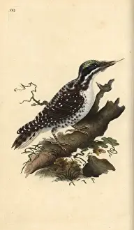 Northern three-toed woodpecker, Picoides tridactylus