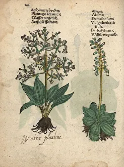 Aquatica Gallery: Northern water plantain, Alisma triviale