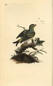 Northern wheatear, Oenanthe oenanthe