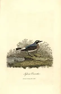Oenanthe Prints: Northern wheatear, Oenanthe oenanthe