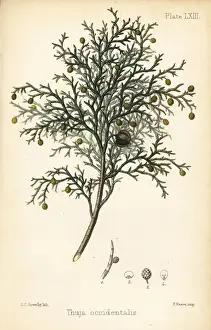 Sowerby Prints: Northern white-cedar or eastern arborvitae