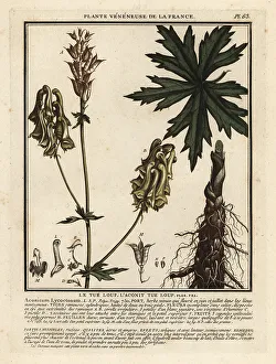 Colour Printing Prints: Northern wolf's-bane, Aconitum lycoctonum